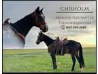 Meet Chisholm Bay Missouri Foxtrotter Gelding - Available on [url removed]