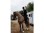 Gorgeous Silver Bay Roan Stallion At Stud