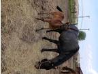 AQHA blue roan mare and filly