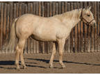 2020 AQHA Palomino Stallion sired by TWO ID SWEET JACK