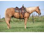 Online Auction - [url removed] - Gorgeous Once-In-A-Lifetime Golden Palomino