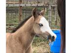 Rare Solid Grulla colt, Splash face.