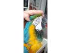 dhgjd playlife B/b Macaw available