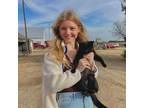 Experienced Tulsa Pet Sitter Offering Reliable and Affordable Care