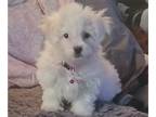 ShihPoo PUPPY FOR SALE ADN-785524 - Shihtzu Toy Poodle mix