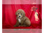 Maltipoo PUPPY FOR SALE ADN-785536 - ABSOLUTELY ADORABLE MALTIPOO PUPS