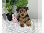 Yorkshire Terrier PUPPY FOR SALE ADN-785567 - LITTLE YORKIE PUPPIES