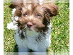 Havanese PUPPY FOR SALE ADN-785569 - Chip