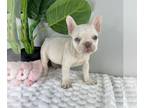 French Bulldog PUPPY FOR SALE ADN-785590 - AKC FRENCH BULLDOG PUPPIES