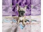 French Bulldog PUPPY FOR SALE ADN-785597 - French Bulldog Puppies