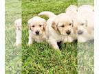Golden Retriever PUPPY FOR SALE ADN-785599 - Summer Puppies Available