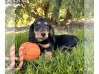 Dachshund PUPPY FOR SALE ADN-785600 - Nora