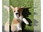 Pembroke Welsh Corgi PUPPY FOR SALE ADN-785604 - Girl Corgi puppy