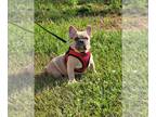 French Bulldog PUPPY FOR SALE ADN-785605 - French bulldog