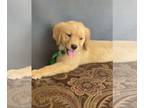 Golden Retriever PUPPY FOR SALE ADN-785617 - Golden retriever