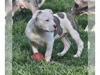 American Bully PUPPY FOR SALE ADN-785620 - Abkc American bully