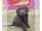 Labrador Retriever PUPPY FOR SALE ADN-785628 - Akc lab