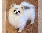 Pomeranian PUPPY FOR SALE ADN-785631 - Male Pomeranian