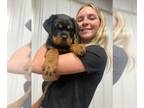 Rottweiler PUPPY FOR SALE ADN-785651 - Akc rottweiler pups