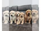 English Cream Golden Retriever PUPPY FOR SALE ADN-785661 - AKC Cream Golden