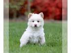 Pom-Shi PUPPY FOR SALE ADN-785662 - Pomshi