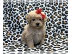 ShihPoo PUPPY FOR SALE ADN-785672 - Nevada