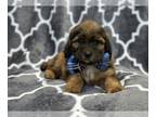 ShihPoo PUPPY FOR SALE ADN-785673 - Dakota