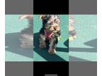 Yorkshire Terrier PUPPY FOR SALE ADN-785675 - AKC Chase Yorkie Puppy