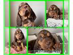 Bloodhound PUPPY FOR SALE ADN-785689 - Akc Bloodhound puppies