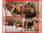 Bloodhound PUPPY FOR SALE ADN-785689 - Akc Bloodhound puppies
