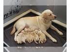 Labrador Retriever PUPPY FOR SALE ADN-785691 - English Labrador Retriever