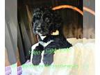 Bernedoodle PUPPY FOR SALE ADN-785692 - F1 Bernedoodles