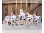 French Bulldog PUPPY FOR SALE ADN-785693 - Lilac Platinum French Bulldog Puppies