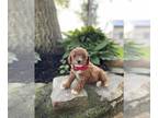 Poodle (Miniature) PUPPY FOR SALE ADN-785694 - Friendly furry friends