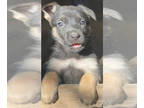 German Shepherd Dog PUPPY FOR SALE ADN-785695 - Purebred German Shepherd Pups