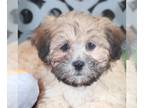 Zuchon PUPPY FOR SALE ADN-785696 - Willow