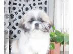 Shih Tzu PUPPY FOR SALE ADN-785697 - Parker Handsome Shihtzu