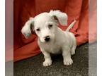 Chiweenie PUPPY FOR SALE ADN-785700 - Gorgeous Blue Eyed Chiweenie Puppies
