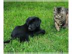 Labrador Retriever PUPPY FOR SALE ADN-785701 - AKC BLACK MALE LAB PUPPY