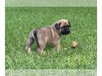 Mastiff PUPPY FOR SALE ADN-785702 - Two queens and a king for sale