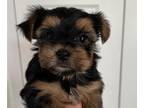 Yorkshire Terrier PUPPY FOR SALE ADN-785718 - Beautiful Yorkies for Sale