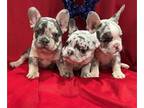 French Bulldog PUPPY FOR SALE ADN-785732 - Baileys Litter