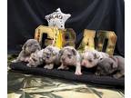 French Bulldog PUPPY FOR SALE ADN-785732 - Baileys Litter