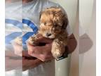 Maltipoo PUPPY FOR SALE ADN-785747 - Apricot and white Maltipoo Lakewood