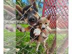 Shiba Inu PUPPY FOR SALE ADN-785749 - Shiba Inu puppies for sale