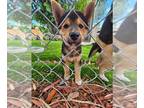 Shiba Inu PUPPY FOR SALE ADN-785750 - Doug