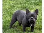 French Bulldog PUPPY FOR SALE ADN-785752 - French Bulldog full AKC