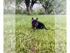 German Shepherd Dog PUPPY FOR SALE ADN-785765 - Male German shepherd