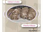 Cavapoo PUPPY FOR SALE ADN-785771 - F1 Cavapoo pups raised in home