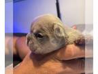 French Bulldog PUPPY FOR SALE ADN-785782 - French bulldog puppies
